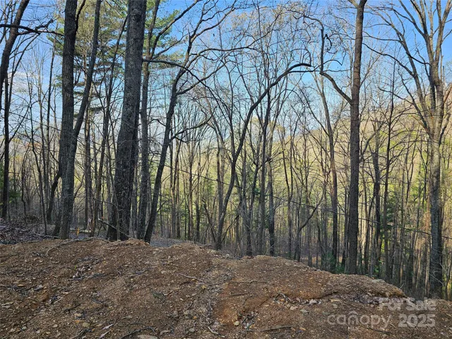 a view of a backyard with large trees