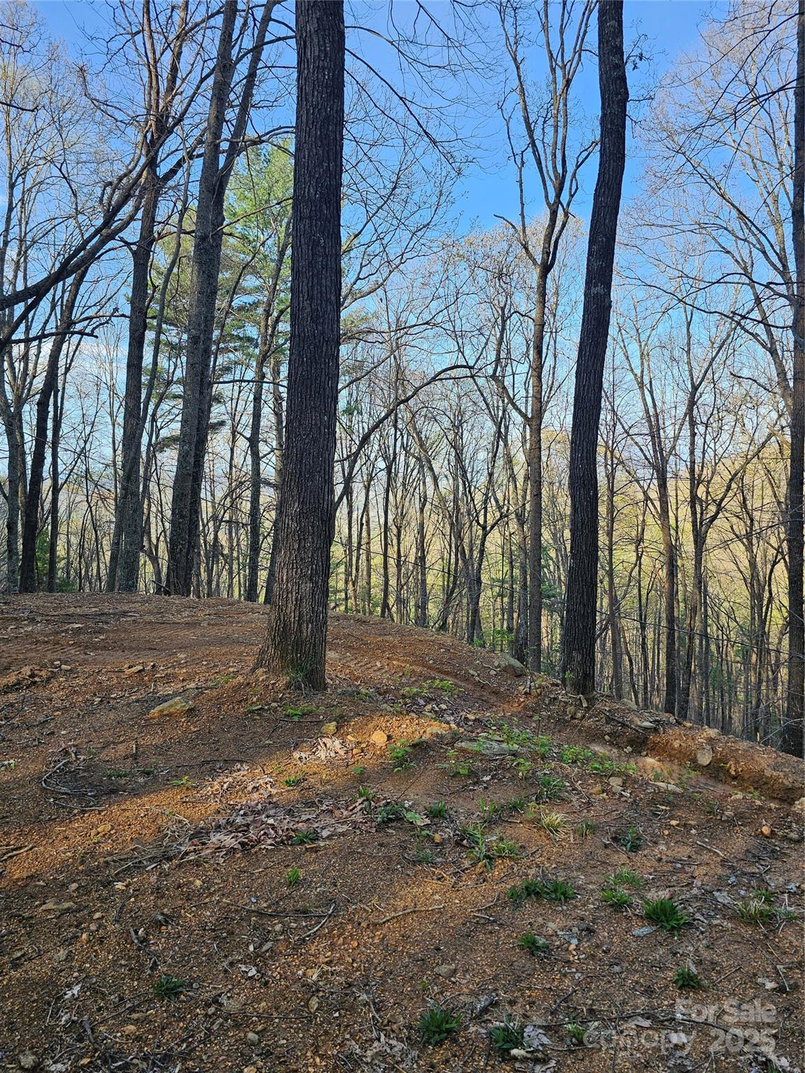 99999 Pink Fox Cove Road Weaverville, NC 28787 - Photo 8 of 14 a view of road with trees