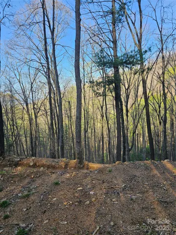 a view of a yard with plants and trees