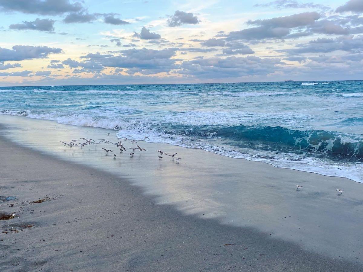 1260 Southwest 8th Street Boca Raton, FL 33486 - Photo 11 of 12 a view of a dry yard with wooden fence
