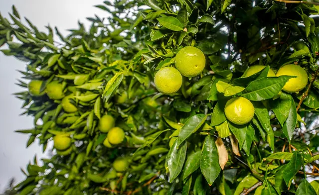 $739,000 | 715 Dartmouth Place, Woodland, CA 95695