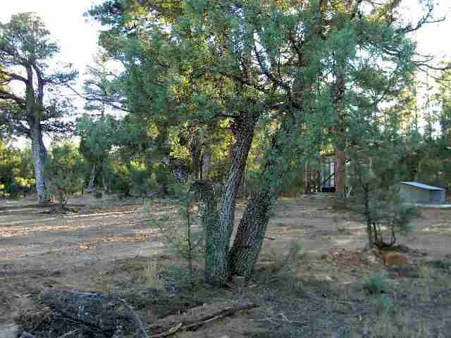 2073 B Gilbert Lane Overgaard, AZ 85933 - Photo 2 of 15