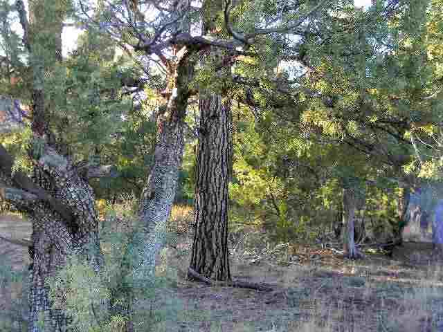 2073 B Gilbert Lane Overgaard, AZ 85933 - Photo 5 of 15