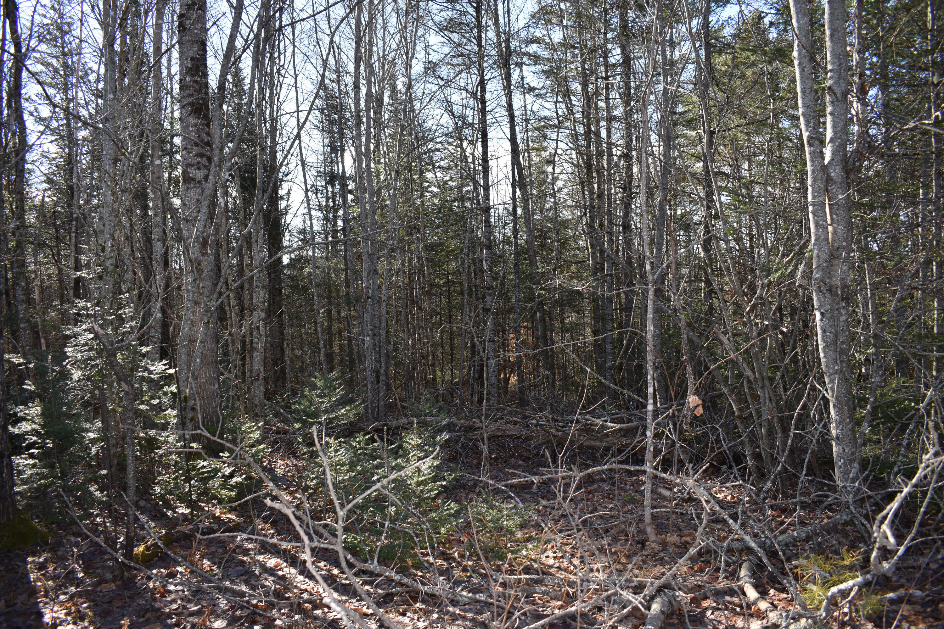 Lot 21-11 Moores Road Springfield, ME 04487 - Photo 5 of 17 DSC_0370