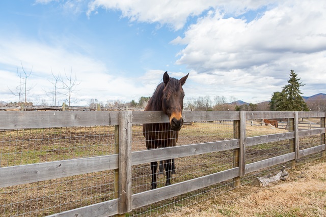 449 Shipyard Road Shenandoah, VA 22849 - Photo 40 of 49 Gallery Image 40