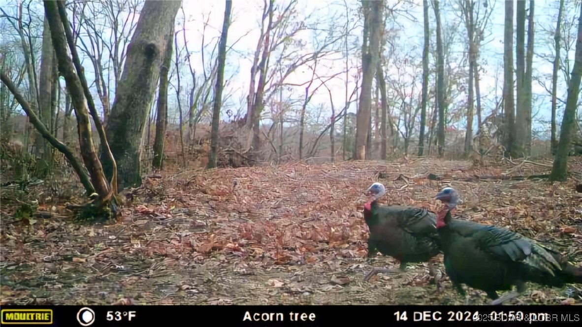 Lot 2 State Aa Road Roach, MO 65787 - Photo 11 of 27