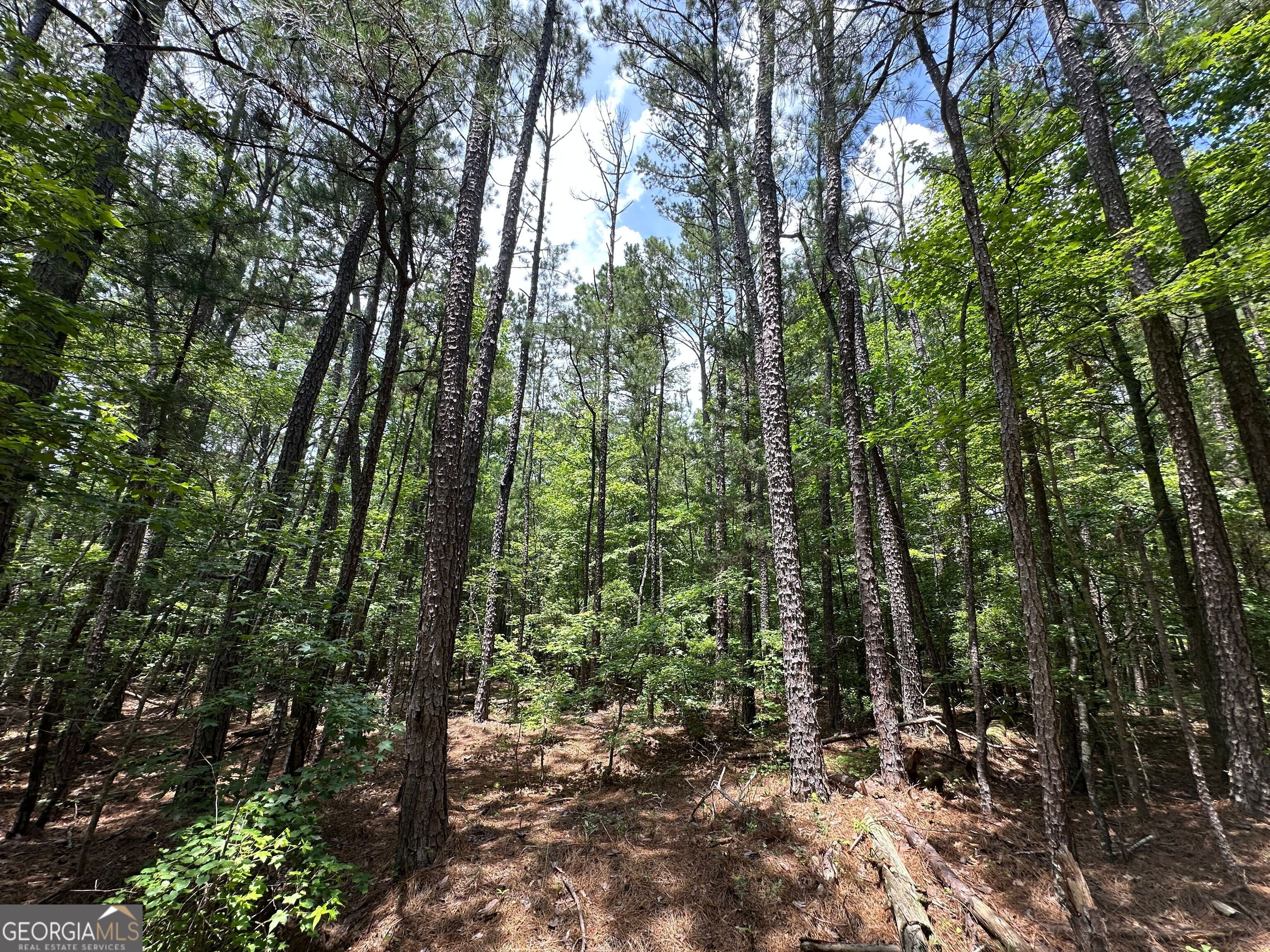 9.82-acres Springfield Road Sparta, GA 31087 - Photo 14 of 31