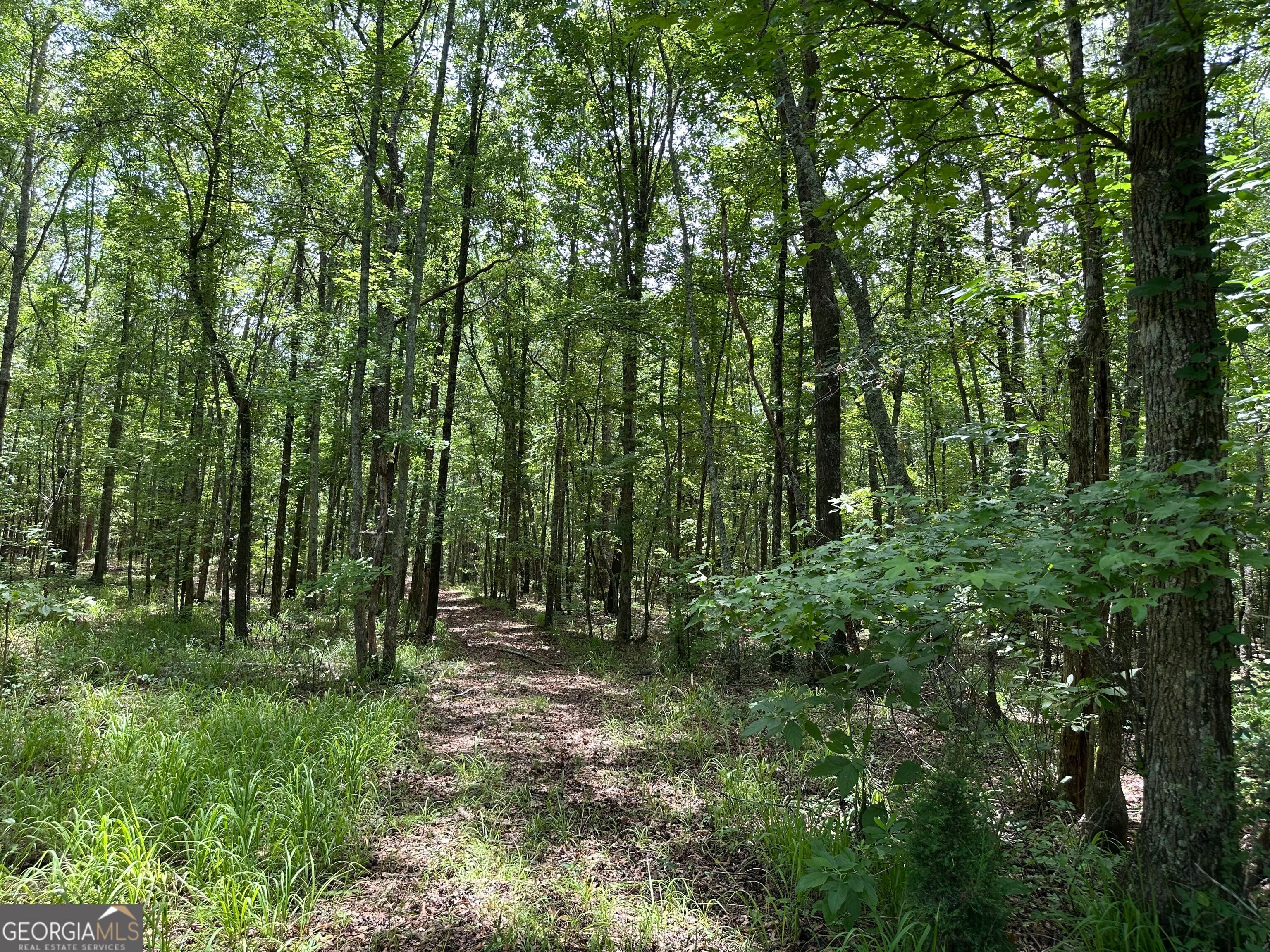 9.82-acres Springfield Road Sparta, GA 31087 - Photo 16 of 31