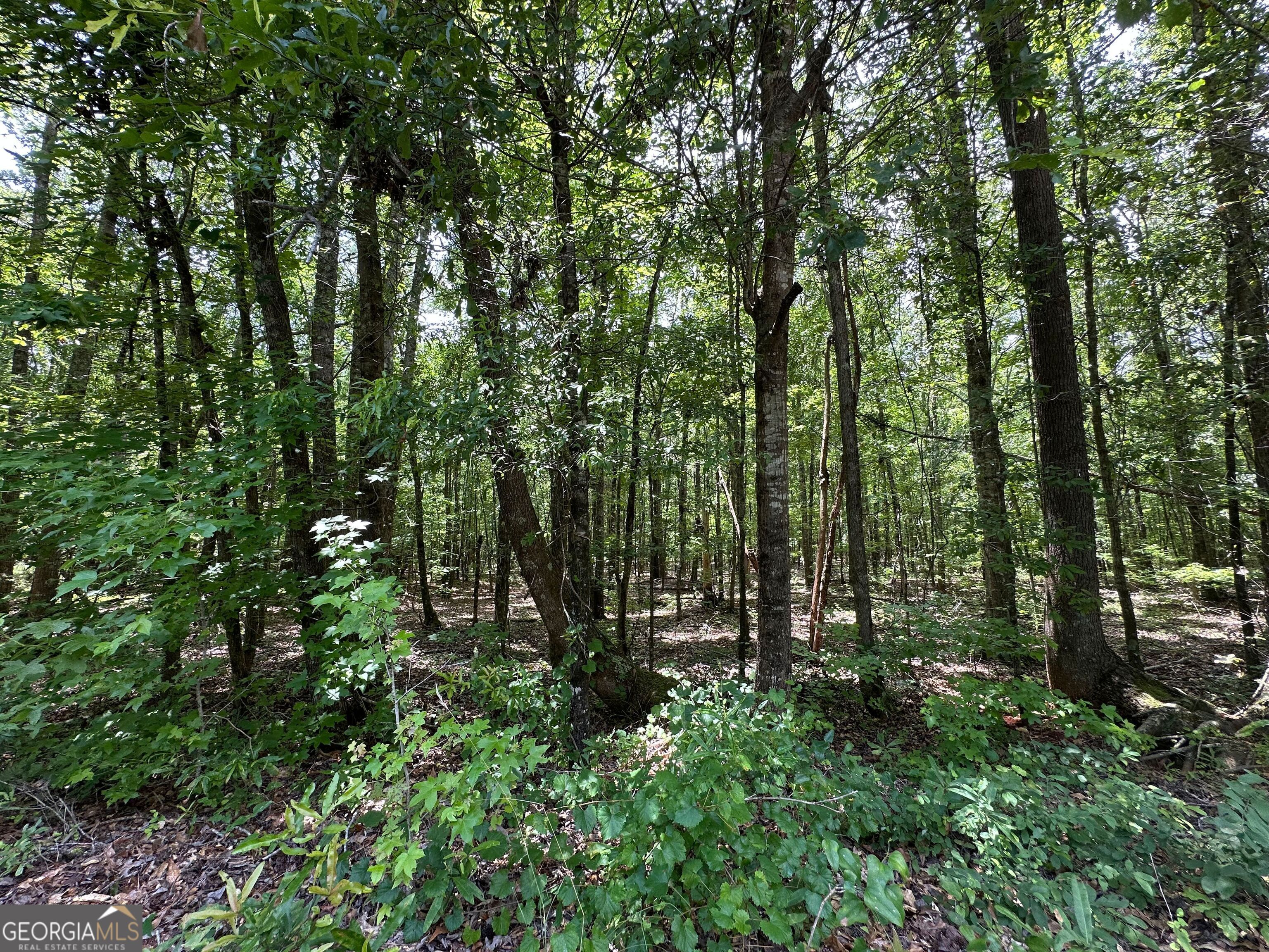 9.82-acres Springfield Road Sparta, GA 31087 - Photo 5 of 31