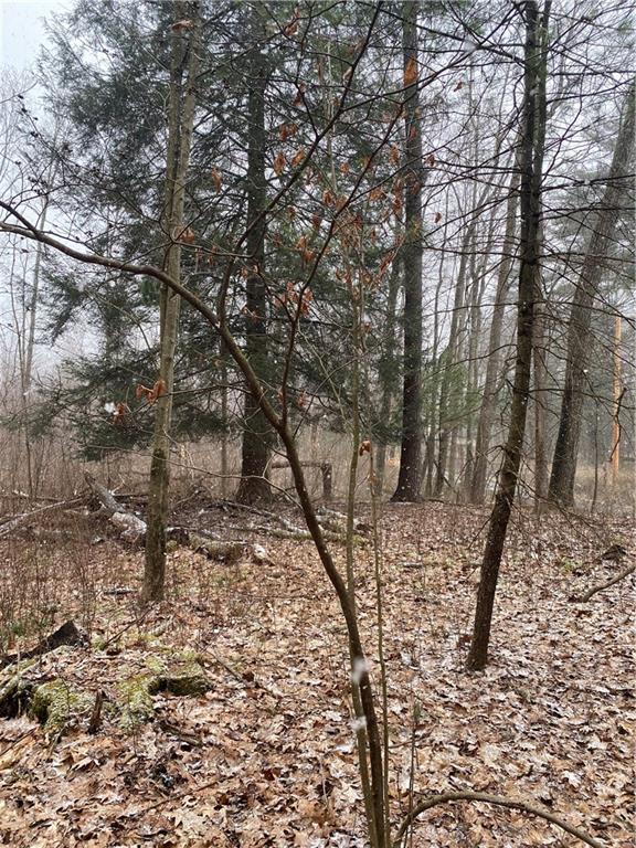 0 Laurel Road Clymer, PA 15728 - Photo 4 of 14 a view of a forest filled with trees