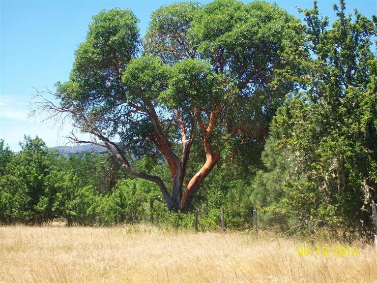 4271 Rockydale Road Cave Junction, OR 97523 - Photo 22 of 35 this majestic madrone greets you as your