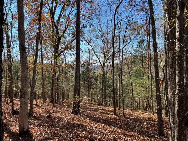 a view of a forest filled with trees