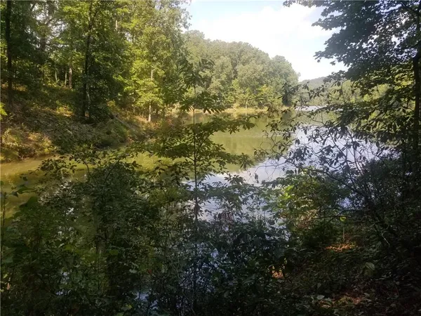 a view of a forest with a tree