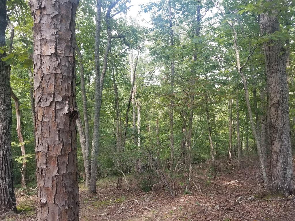 0 Whippoorwill Terrace Alto, GA 30510 - Photo 22 of 24 a view of a forest that has a tree
