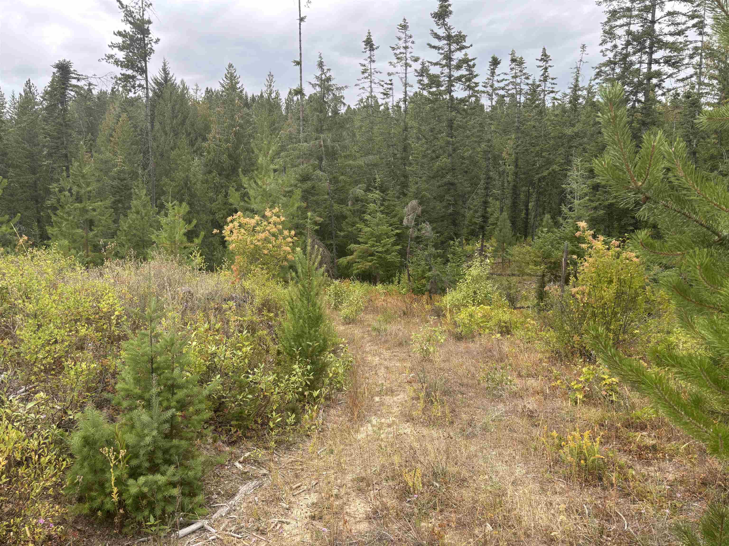 Xx North Deer Lane Mead, WA 99021 - Photo 16 of 17