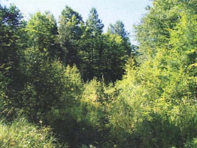 On On Forest Road Wakefield, MI 49968 - Photo 3 of 3 Gallery Image 3