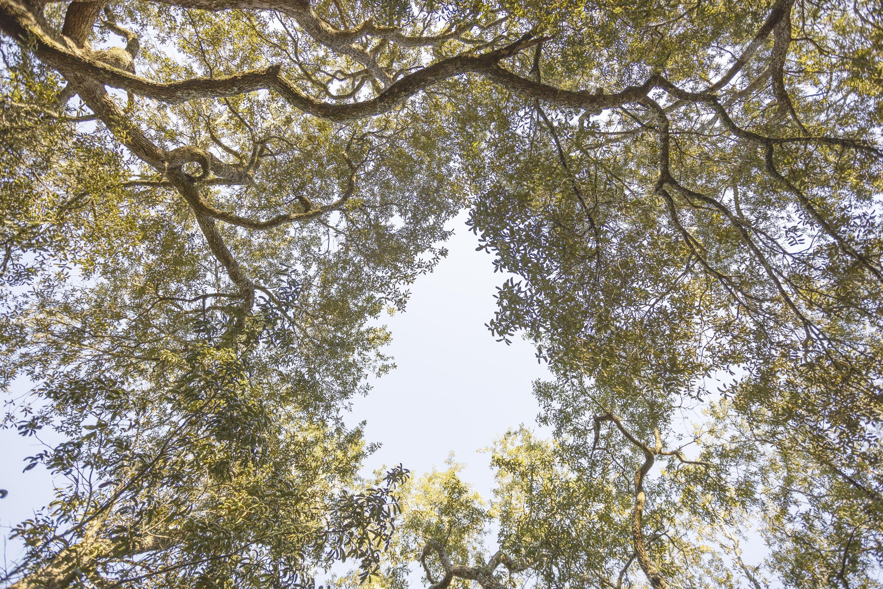 34 Pisces Drive Santa Rosa Beach, FL 32459 - Photo 67 of 70 34PICESMLittleProductions_41