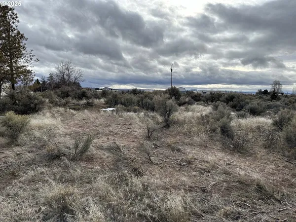 a view of a dry yard with lots of trees