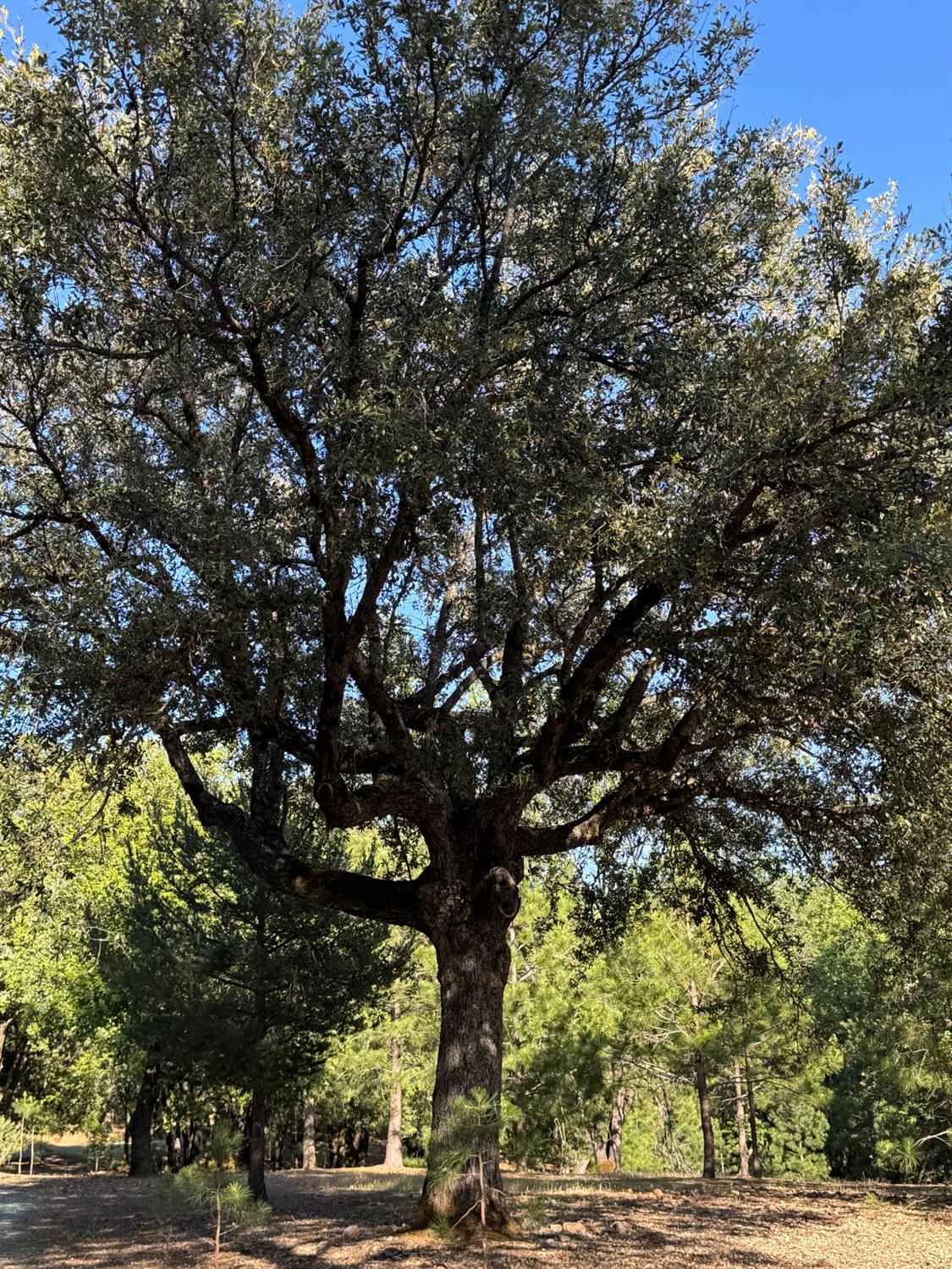 14577 Andrews Road Pine Grove, CA 95665 - Photo 32 of 37 a view of tree with two of trees