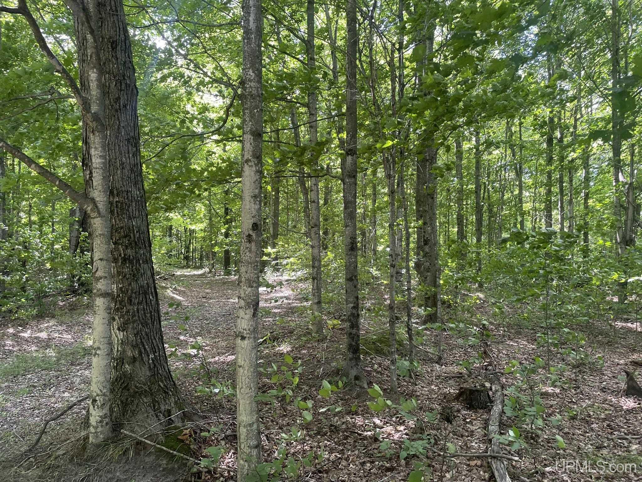 Tbd South Little Harbor Road Manistique, MI 49854 - Photo 20 of 35 Gallery Image 20