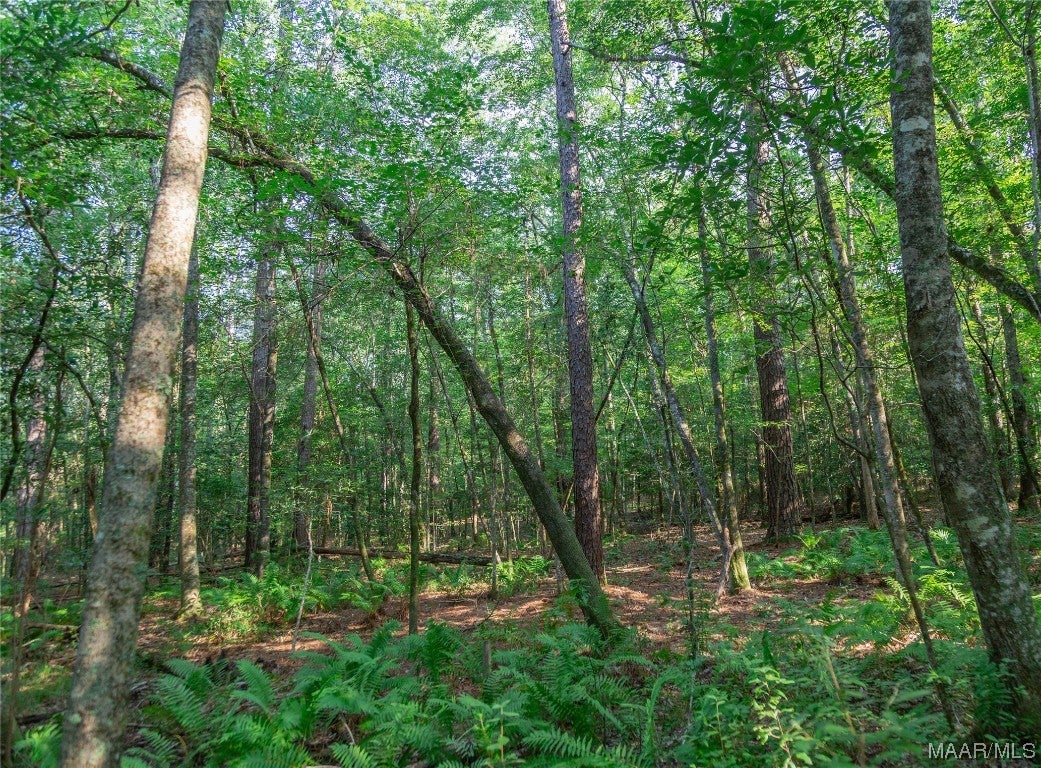 18.5-acres Free Road Brantley, AL 36009 - Photo 19 of 30 Gallery Image 19