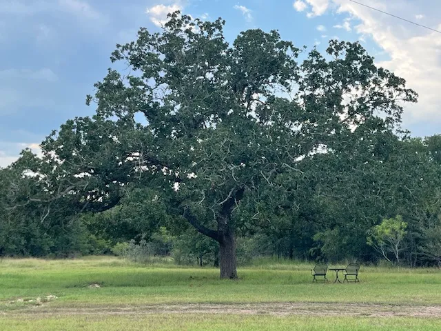 a view of a green field