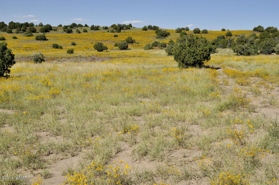 Lot 10 Pinon Concho, AZ 85924 - Photo 5 of 17