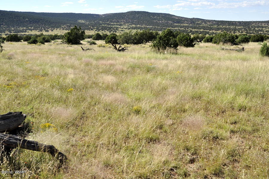 Lot 10 Pinon Concho, AZ 85924 - Photo 6 of 17