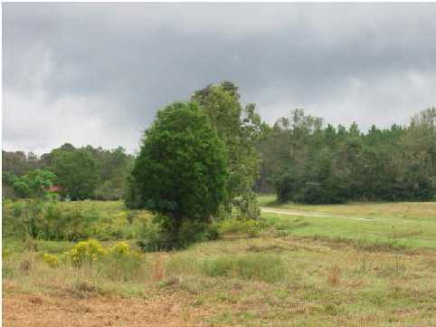 N/a Punch Bowl Road DeFuniak Springs, FL 32433 - Photo 2 of 4 a view of a yard with a tree
