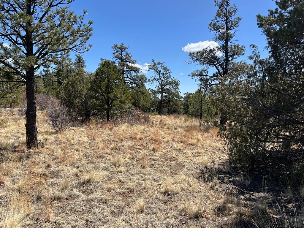 8315 Gun Barrel Ridge Weston, CO 81091 - Photo 12 of 18 a view of a yard with a tree