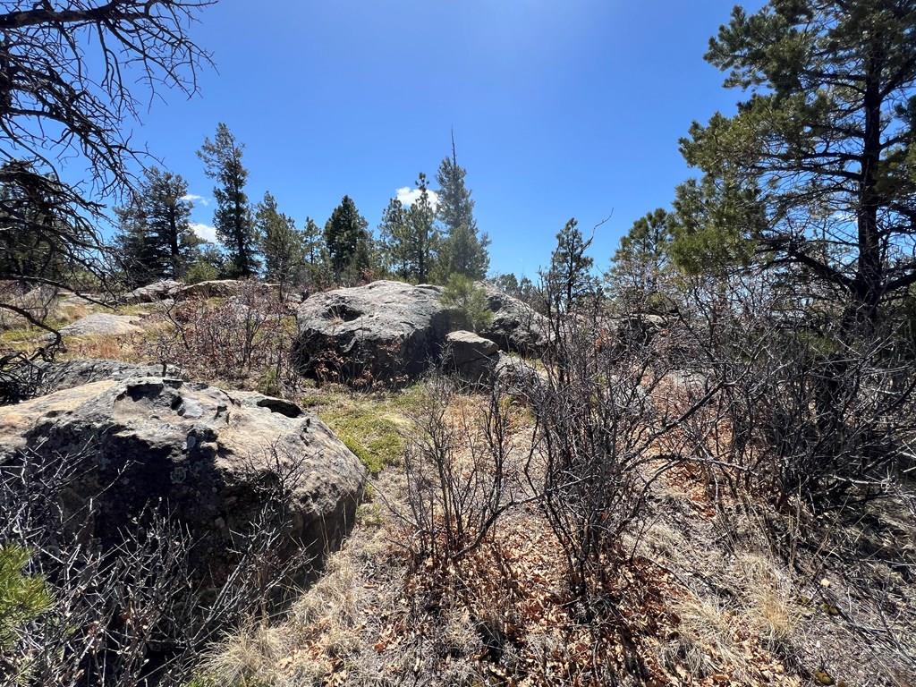 8315 Gun Barrel Ridge Weston, CO 81091 - Photo 13 of 18 a view of a forest with a tree