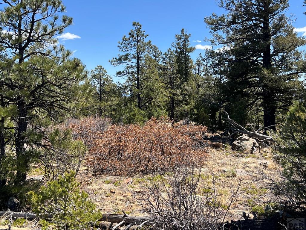 8315 Gun Barrel Ridge Weston, CO 81091 - Photo 14 of 18 a view of a forest filled with trees