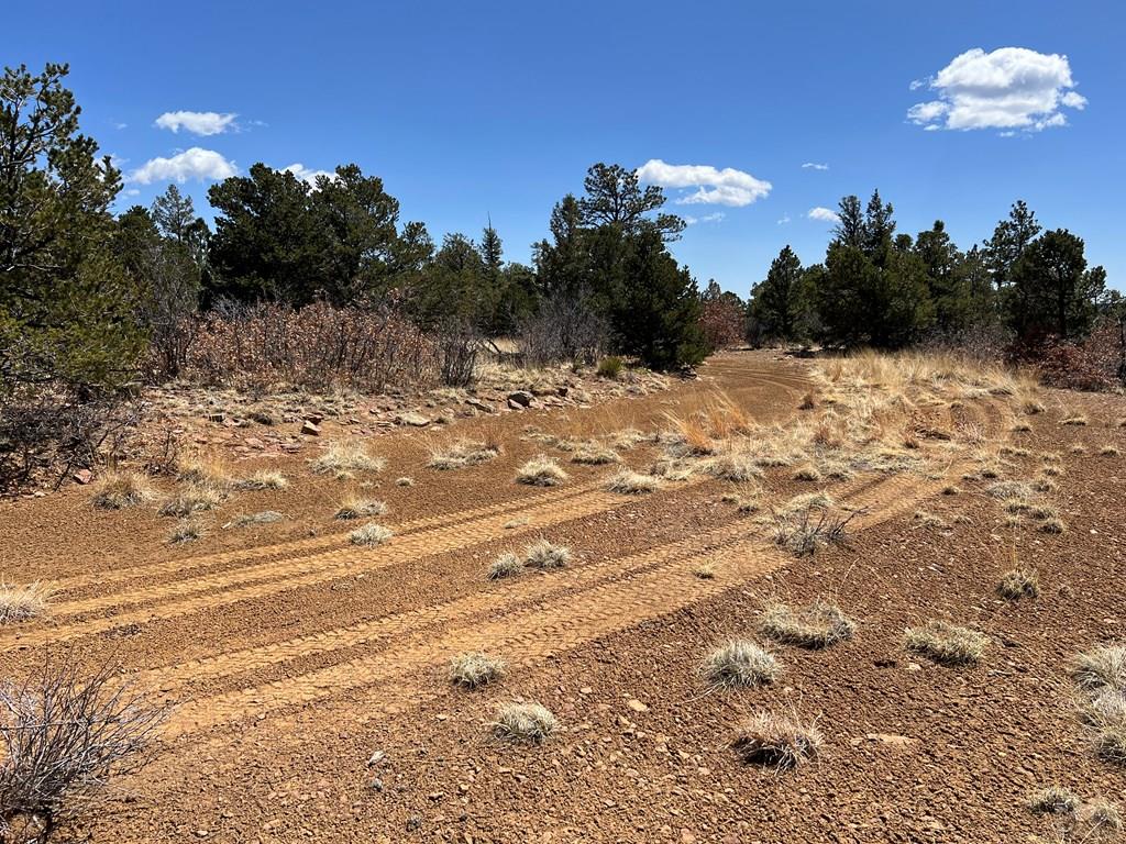 8315 Gun Barrel Ridge Weston, CO 81091 - Photo 9 of 18 a view of a yard with a tree