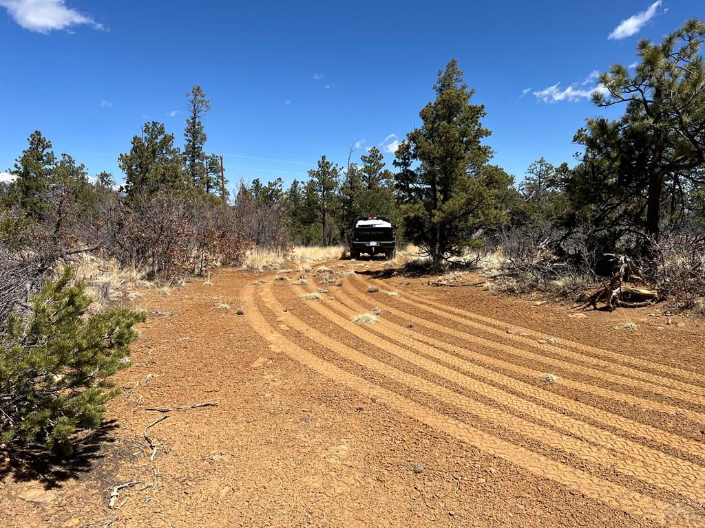 8315 Gun Barrel Ridge Weston, CO 81091 - Photo 10 of 18 a view of a yard with plants and trees