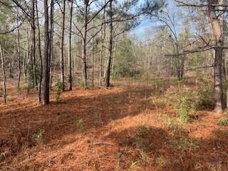 3365 Columbia Highway North Ridge Spring, SC 29129 - Photo 3 of 5