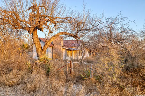 a view of a dry yard with trees