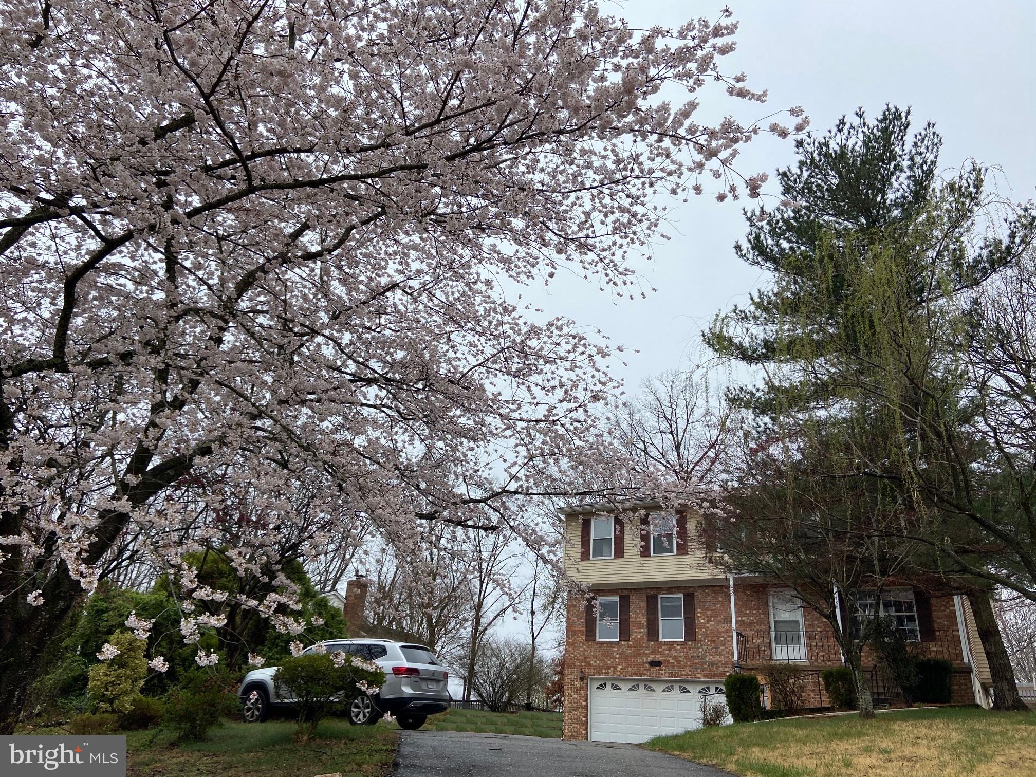 4788 Kelly Road Woodbridge, VA 22193 - Photo 2 of 32 Cherry Blossom