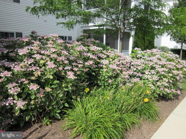 30611 Cedar Neck Road, Unit 2104 Ocean View, DE 19970 - Photo 3 of 57 Beautiful landscaping