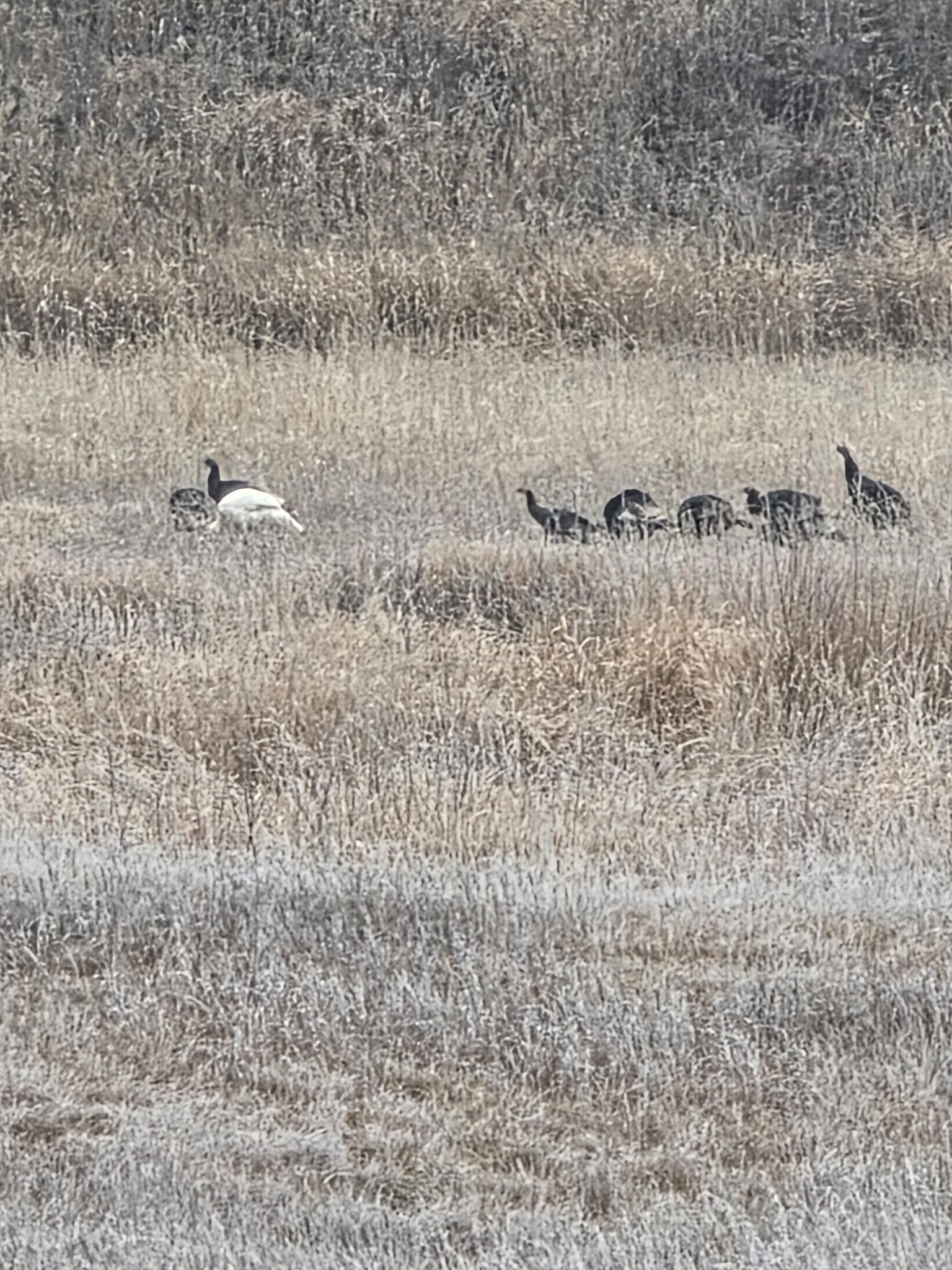 71 Frissell Road Usk, WA 99180 - Photo 13 of 29