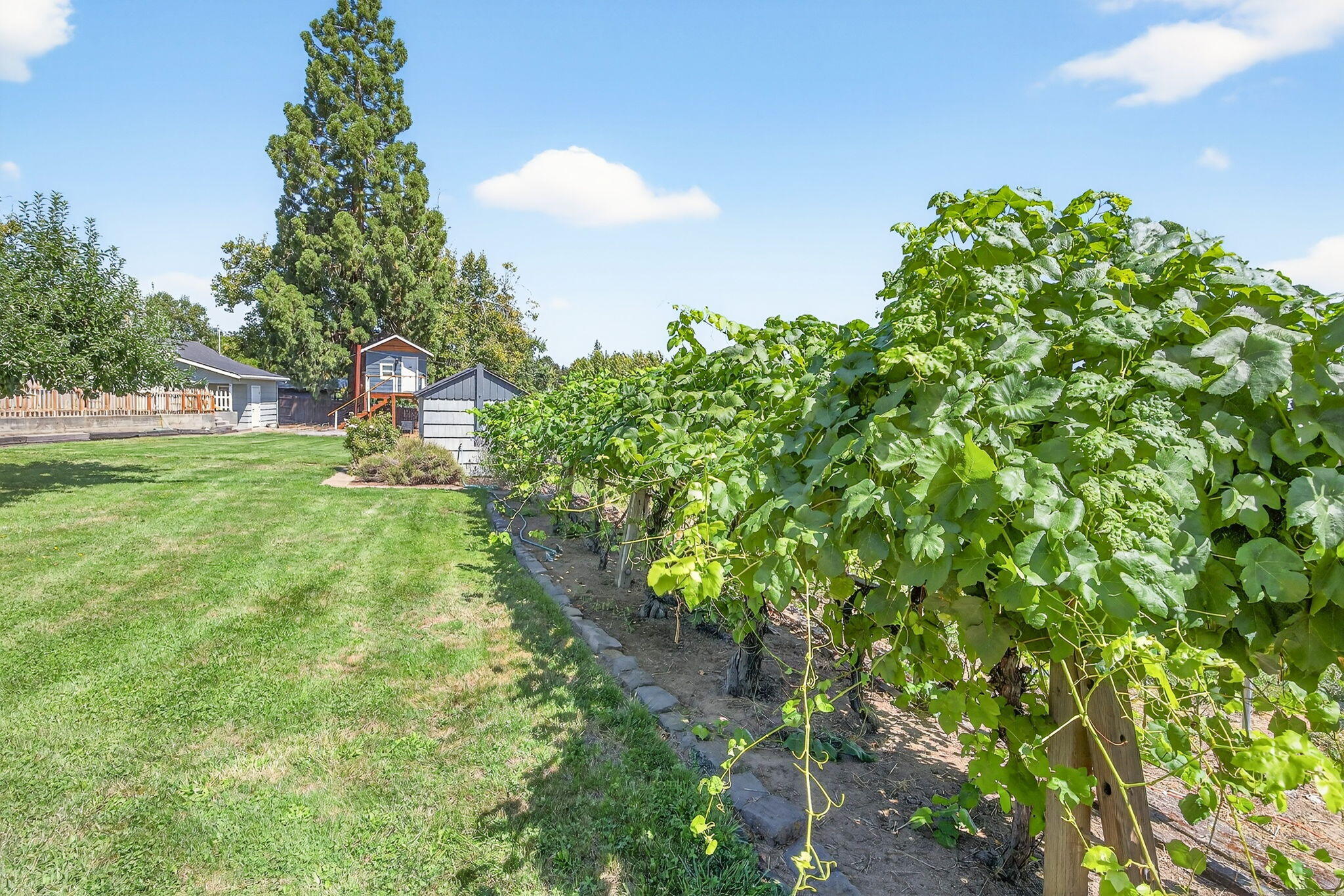2976 Old Stage Road Central Point, OR 97502 - Photo 47 of 66 Grapes!