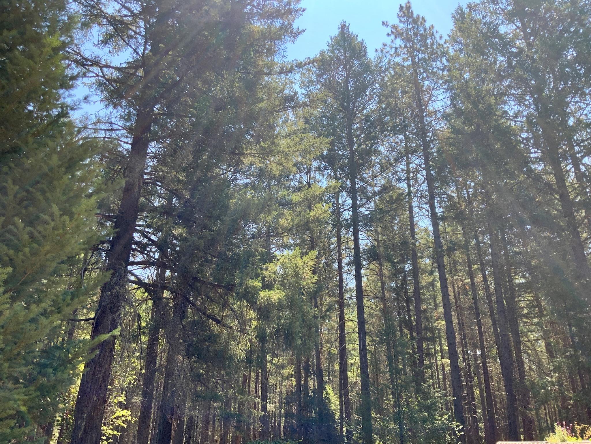 15981 Water Gap Road Williams, OR 97544 - Photo 3 of 36 312194C8-7D79-466D-8E0A-1D1F86846B78