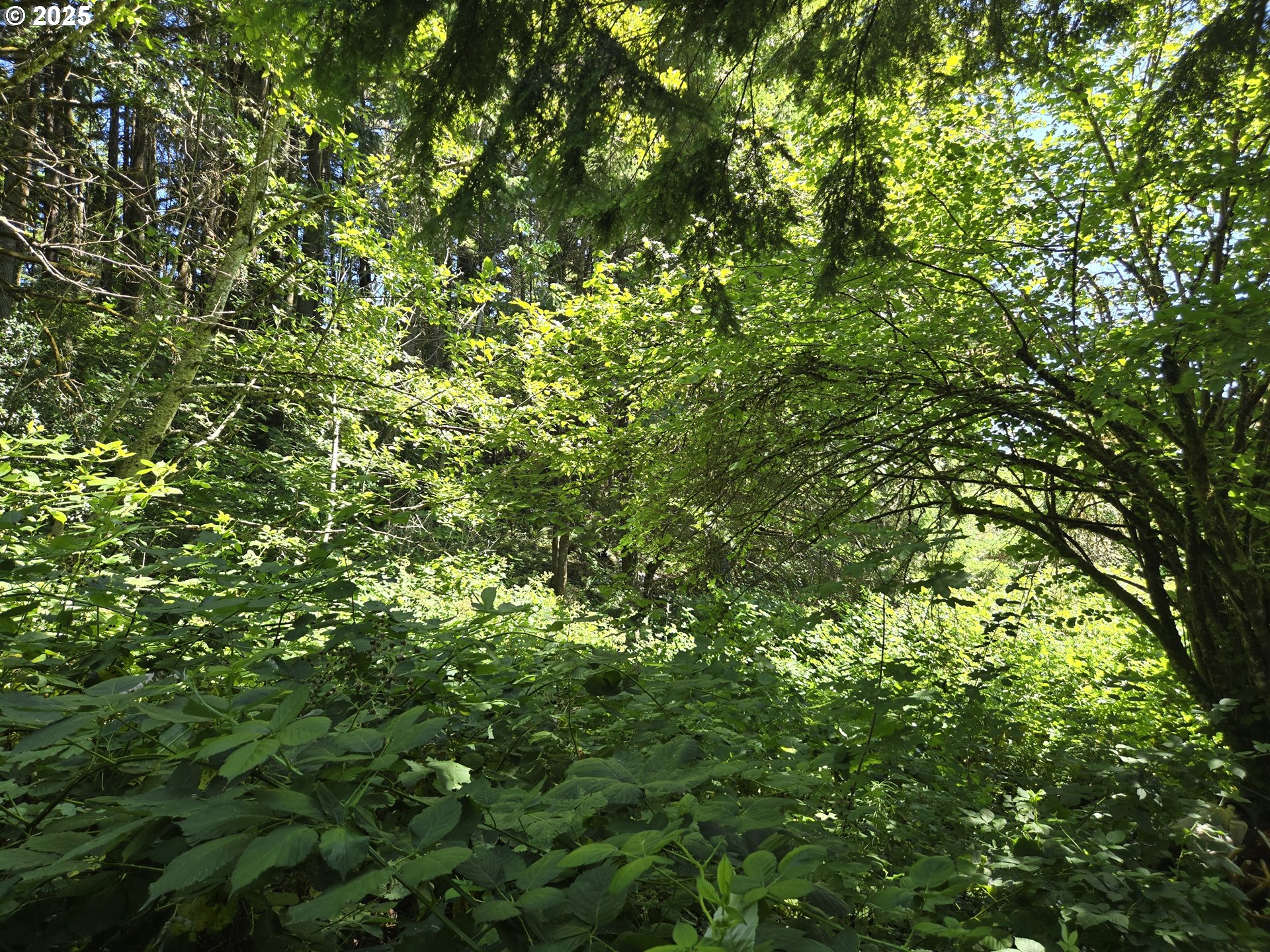 1225 Ryan-Allen Road Stevenson, WA 98648 - Photo 2 of 14 a view of a tree