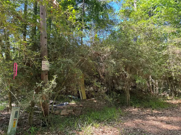 a view of a forest with trees in front of it