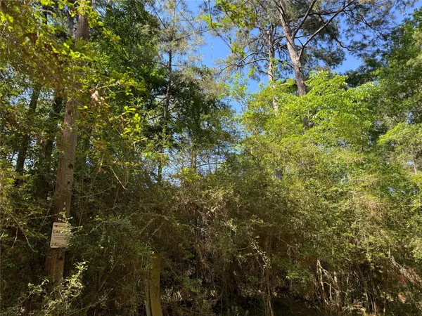a view of a tree in a garden