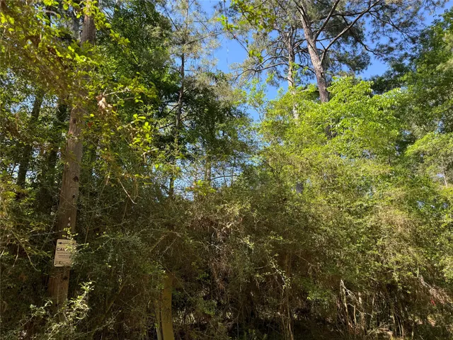 a view of a tree in a garden