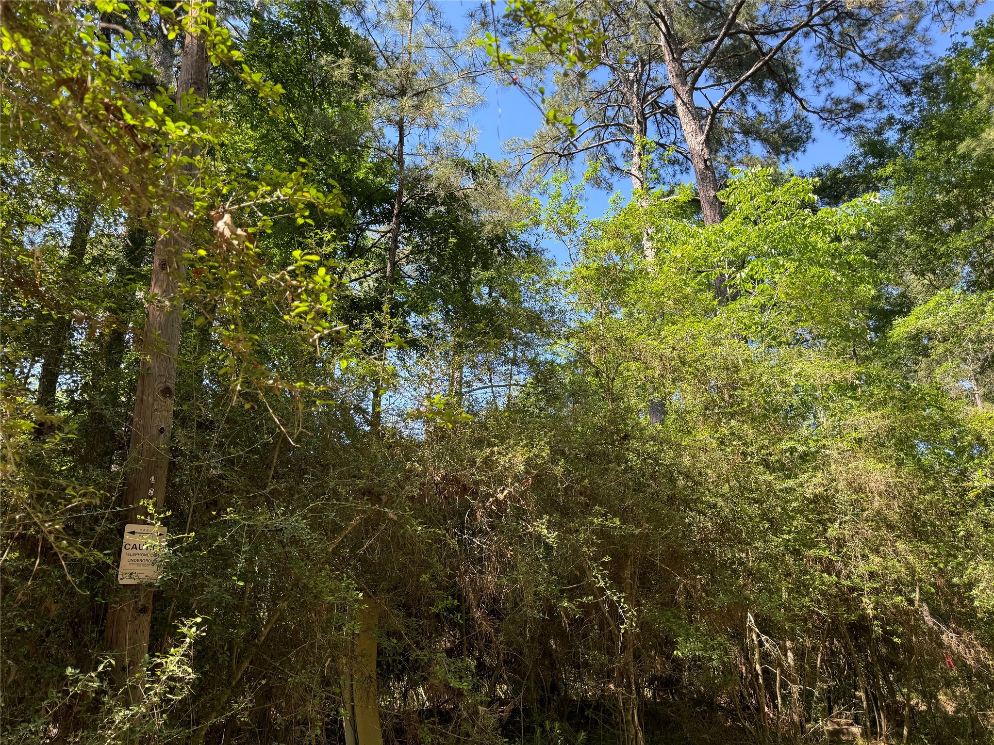 183 Mockingbird Lane Trinity, TX 75862 - Photo 3 of 7 a view of a tree in a garden