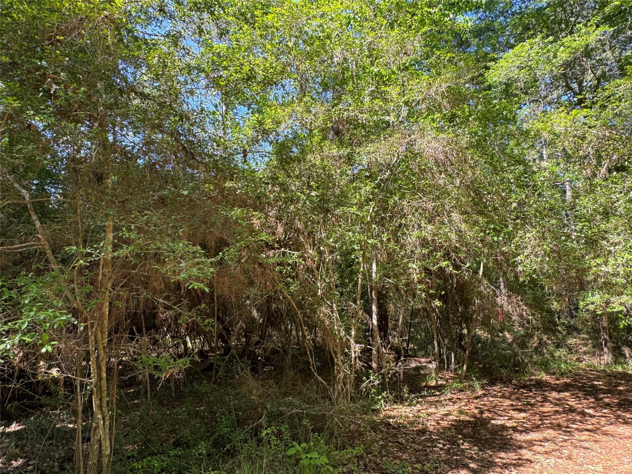 183 Mockingbird Lane Trinity, TX 75862 - Photo 4 of 7 a view of a yard