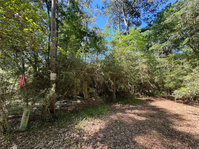a view of a forest with trees