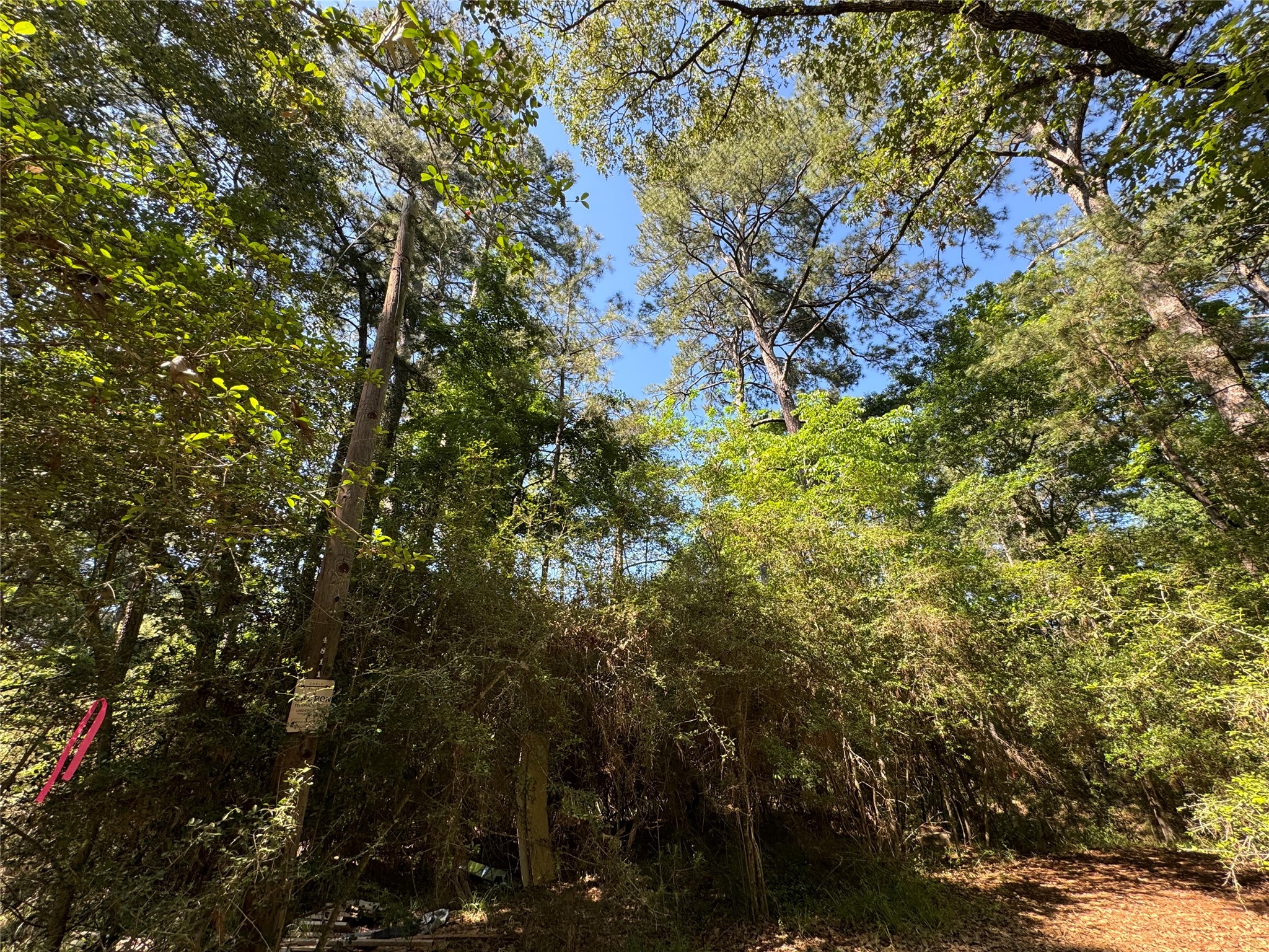 183 Mockingbird Lane Trinity, TX 75862 - Photo 6 of 7 a view of a tree