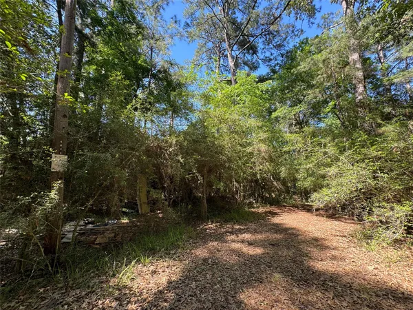 a view of a forest with trees